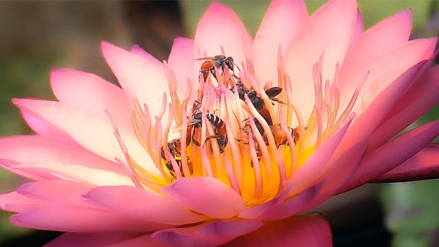 Twenty dicked flower hosts massive orgy