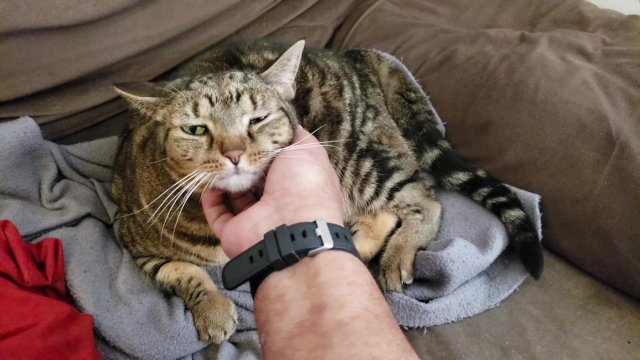 Fat Pussy Cat Gets Rubbed And Pet