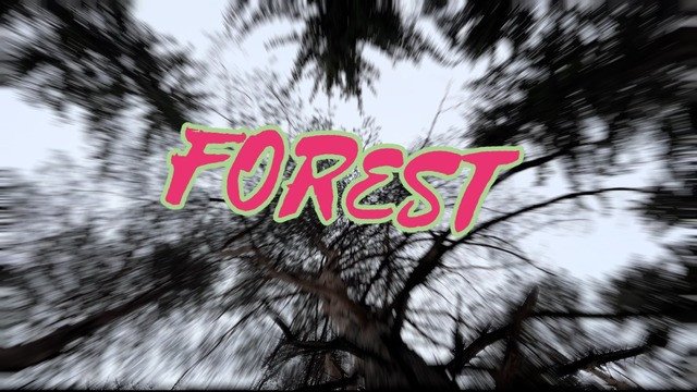 Winter Forest 2