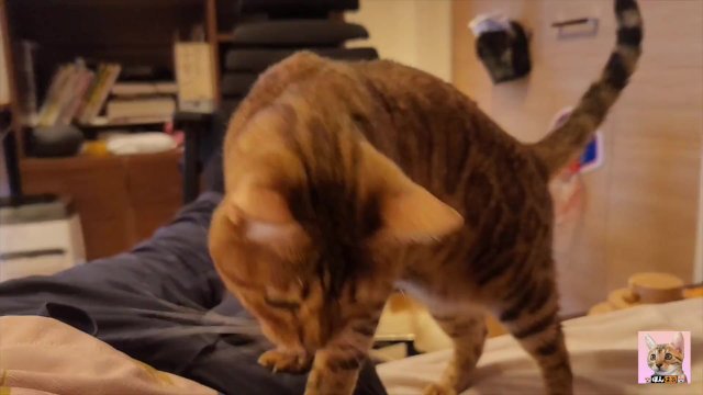 Hot kitty sucks deliciously on you ... . Pussy eating while staring at you